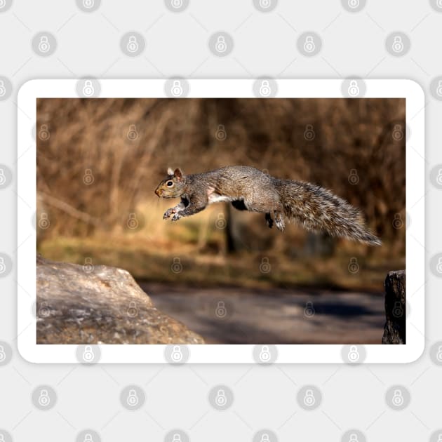 Flying Grey Squirrel Sticker by Jim Cumming